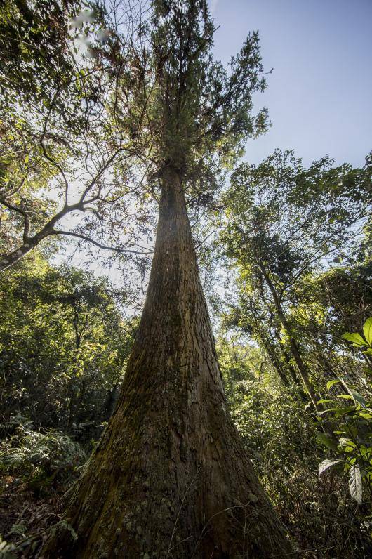观伐木感受怀集木的杰出贡献