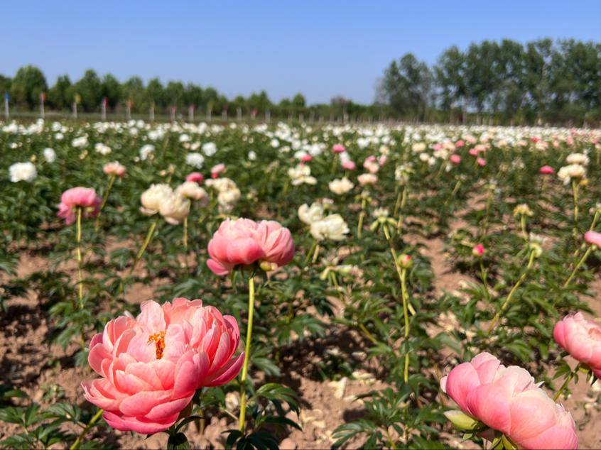 赴一场自然与文化盛宴丨菏泽七里河"十里画廊"与您相约_牡丹_芍药