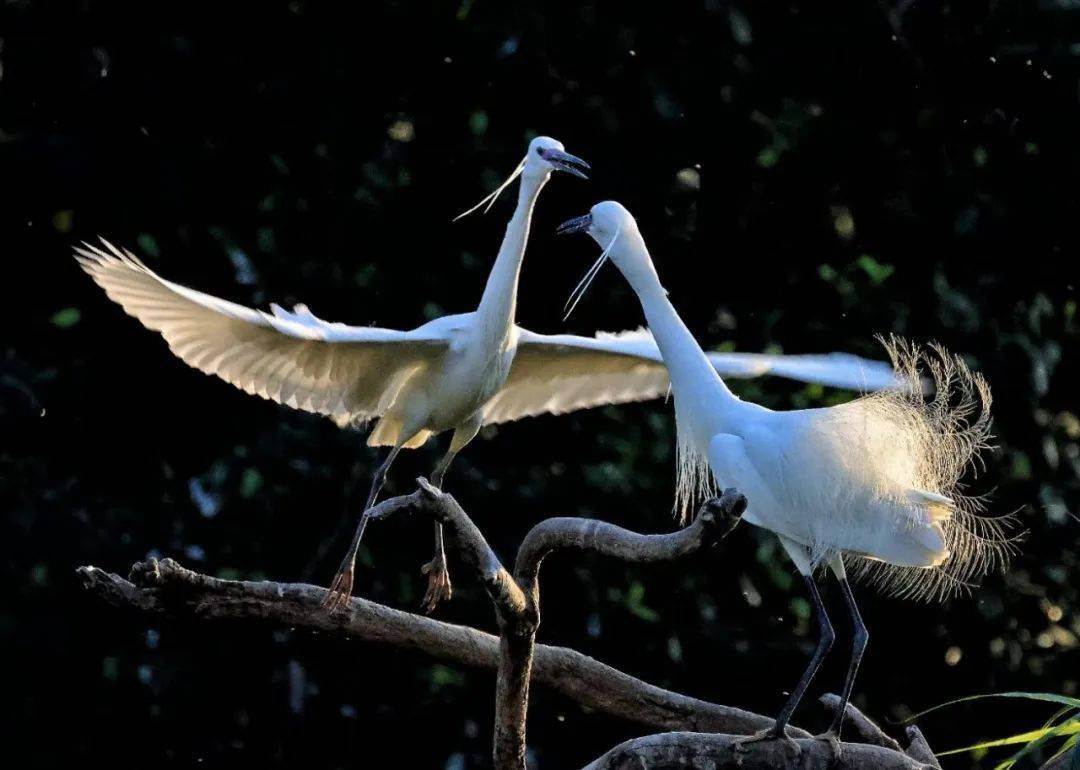 绿色越秀丨三月的浪漫,是月季给的!这里的白鹭也在"扮靓"→_流花湖公