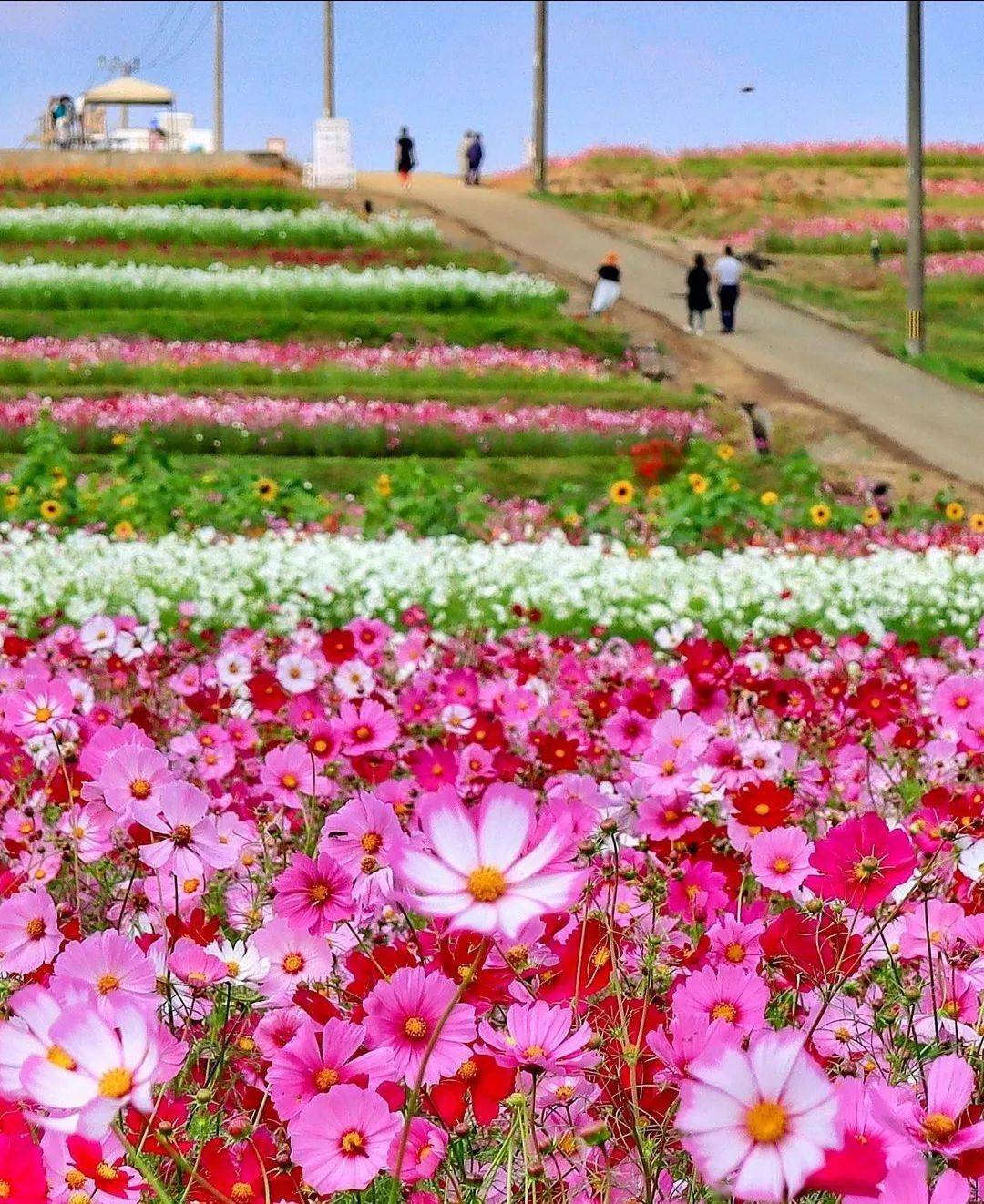 格桑花田瑰丽诗篇