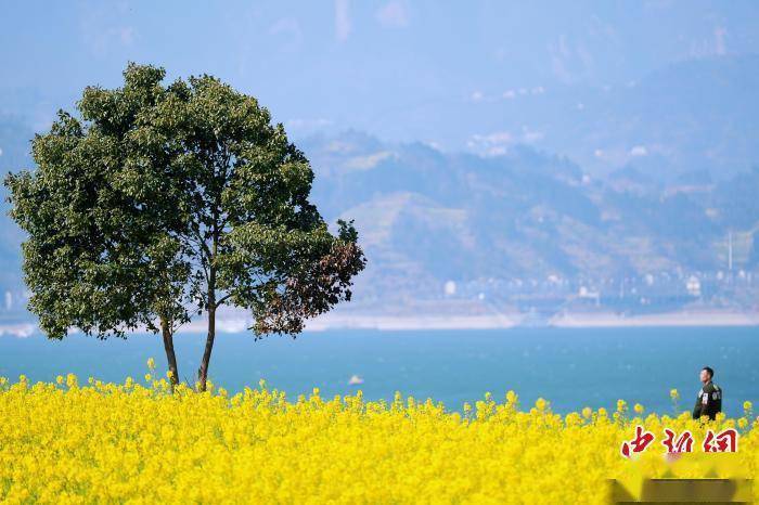 三峡坝区油菜花烂漫绽放 春意盎然景色如画