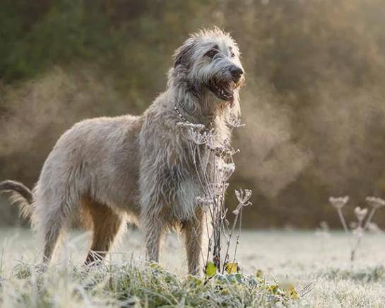 爱尔兰护照更新猎狼犬作为设计理念被引入