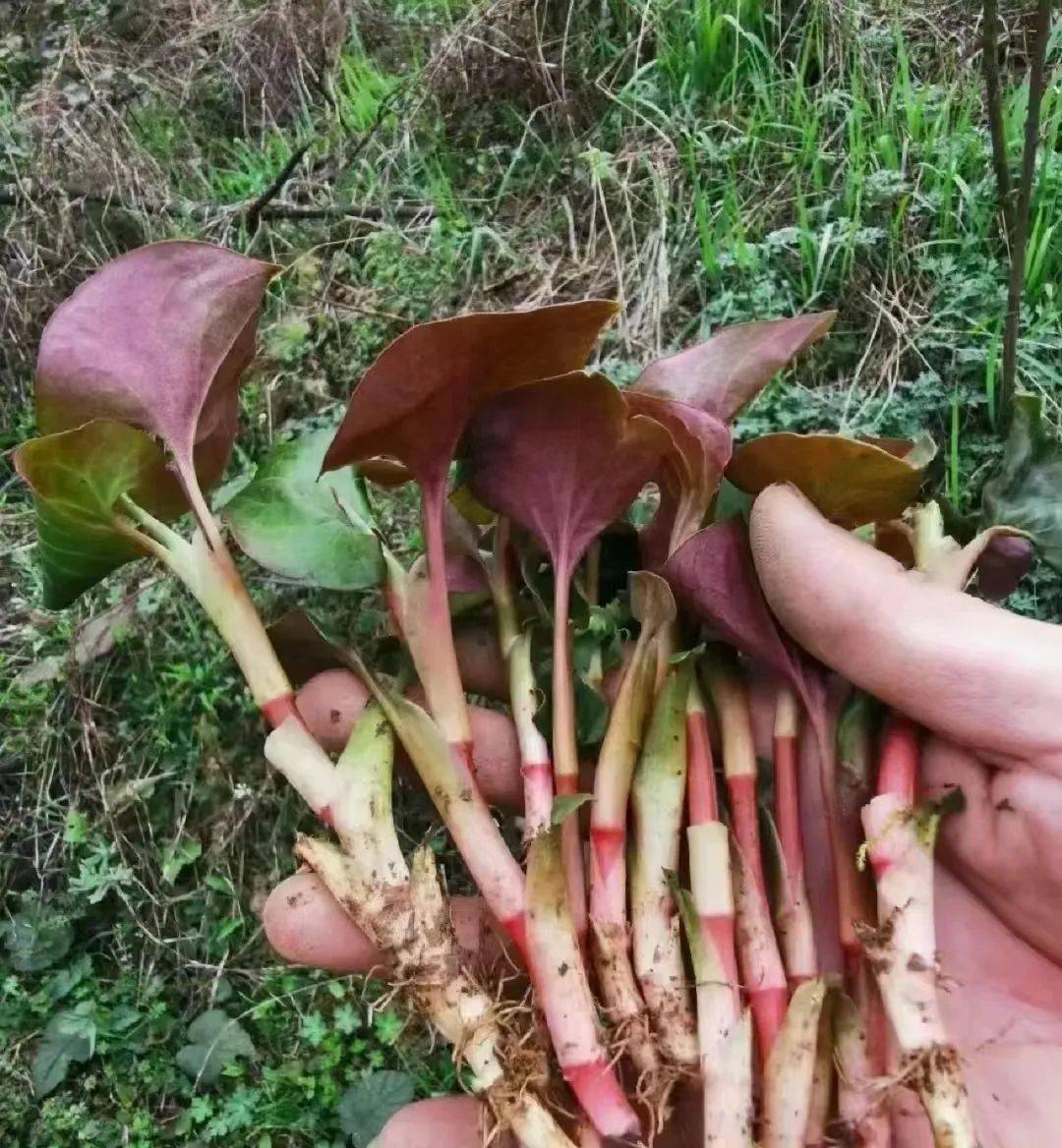 四川野菜藤条图片