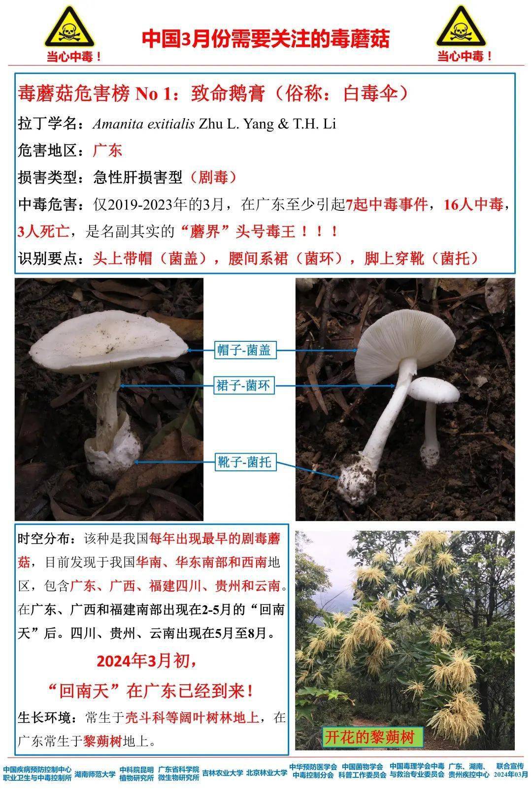 毒蘑菇名称图片