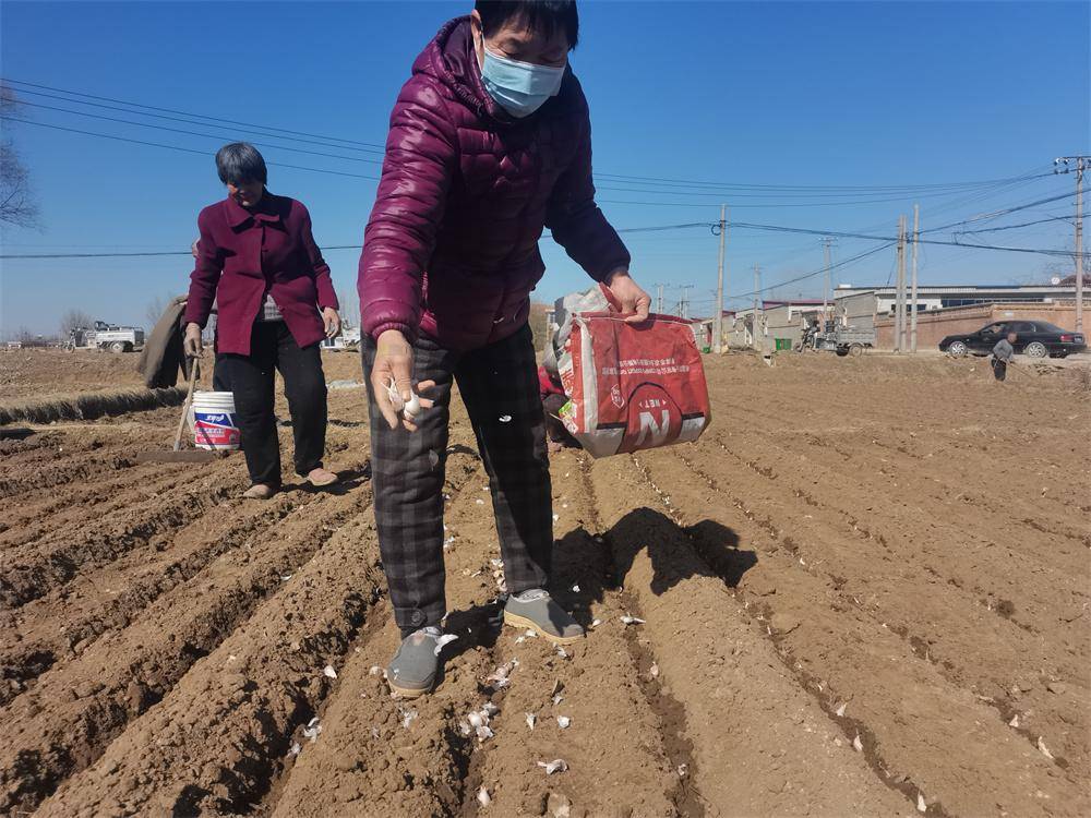河北安国:紫皮大蒜播种正当时_种植_伍仁桥镇_农户