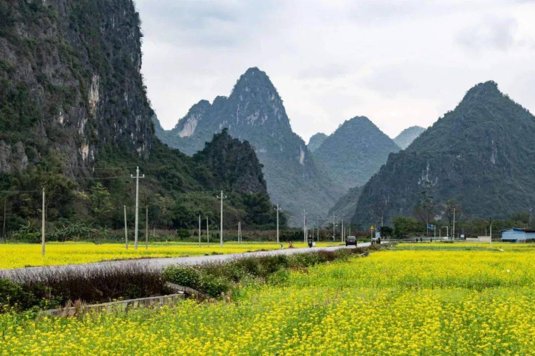柳州油菜花景点在哪里图片