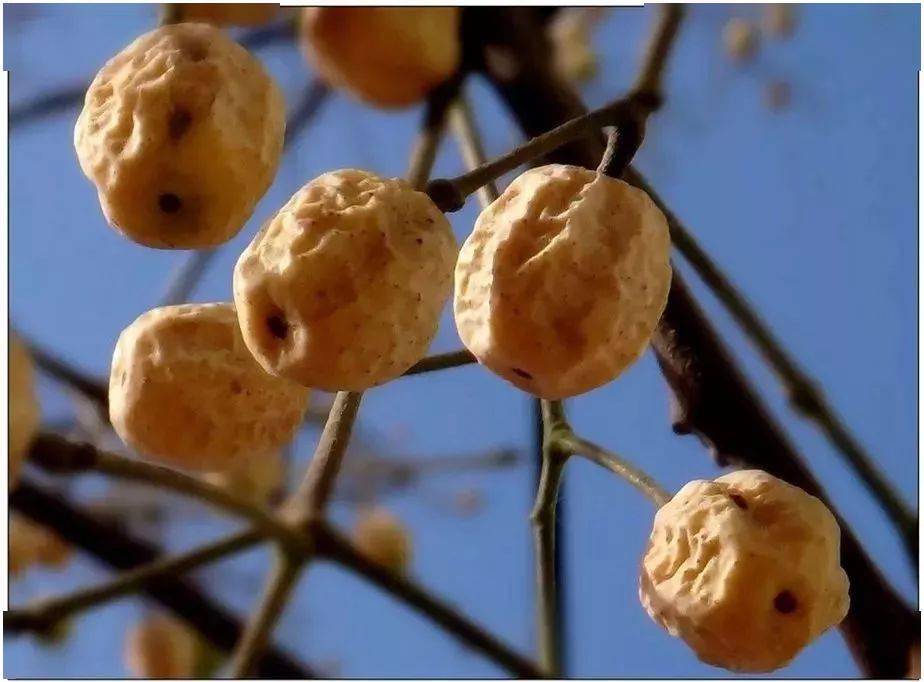 好玩不贵,还养生,这几种文玩,不赖_功效_金钟_果实