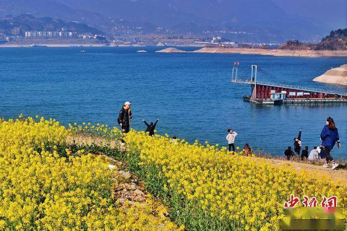 三峡坝区油菜花烂漫绽放 春意盎然景色如画_董晓斌_游客_夷陵区