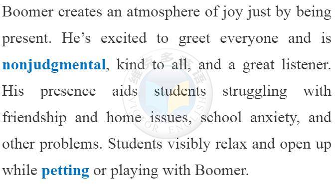 羡慕了这家学校竟然养边牧当心理疗愈师