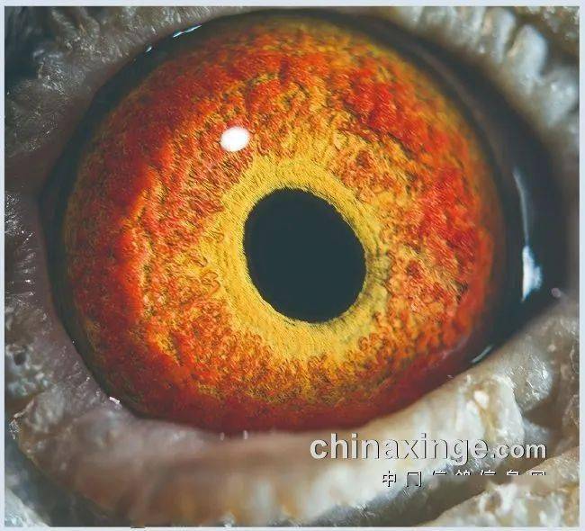 上海超远程六月司放甘肃玉门_比赛_信鸽_数据库