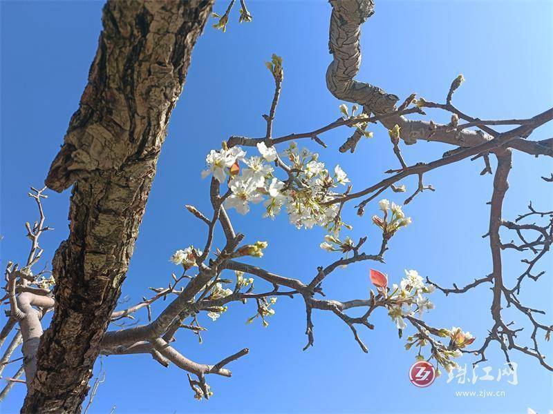 会泽水城梨园:春暖梨花开,奔你而来