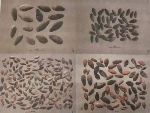 良渚文化遗址出土的甜瓜种子河姆渡遗址出土的葫芦籽,皮(浙江省博物