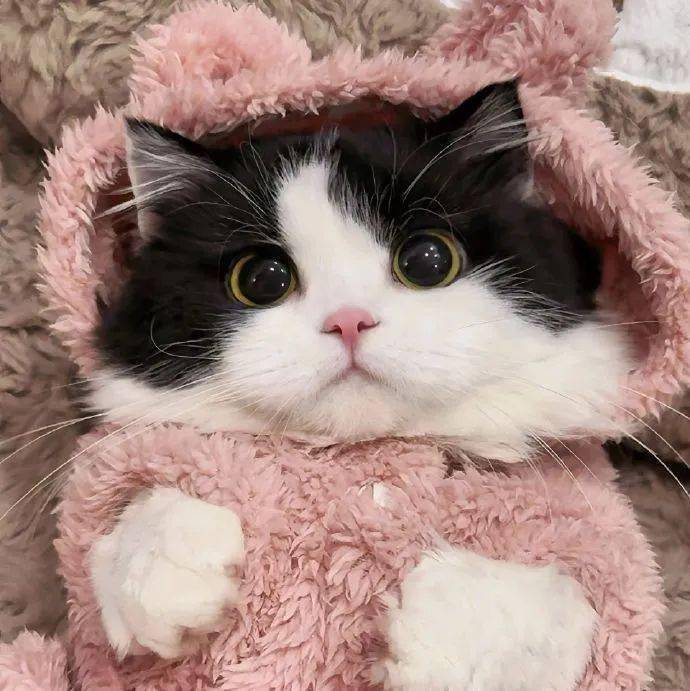 头像 | 323038 38363534奶牛猫