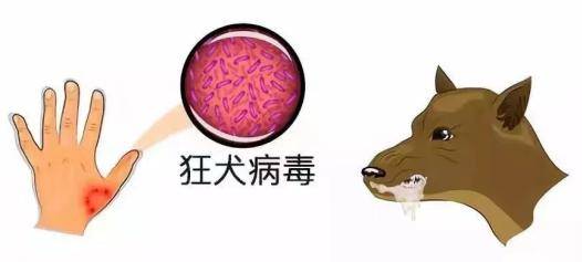 被哪些动物咬了不需要打狂犬疫苗关于狂犬病的十个真相