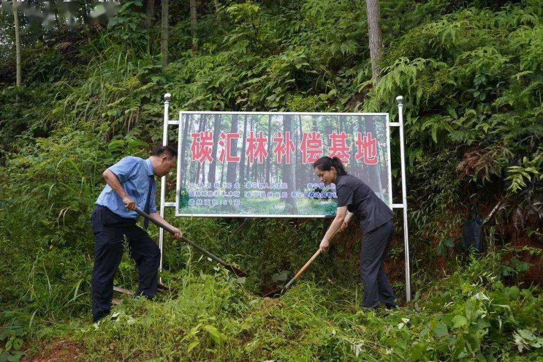 面积约51亩,造林树种主要为杉木,木荷等,造林资金来源于刑事案件犯