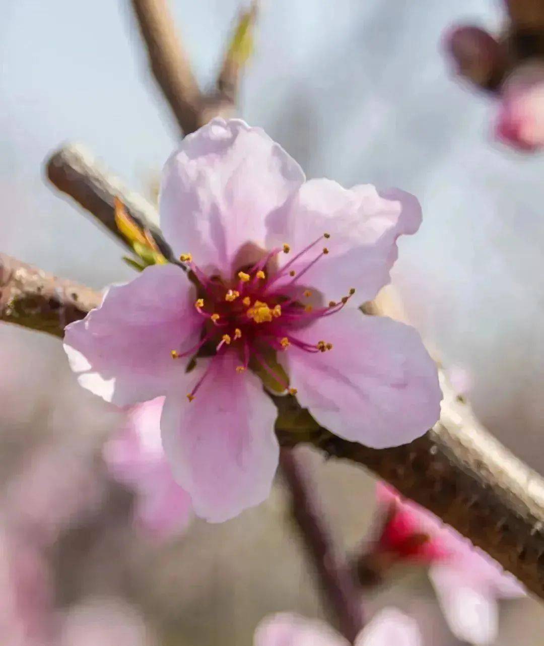 阳山桃花图片图片