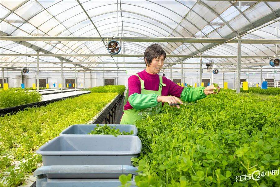 江苏24小时南京龙潭长江大桥主桥即将合龙