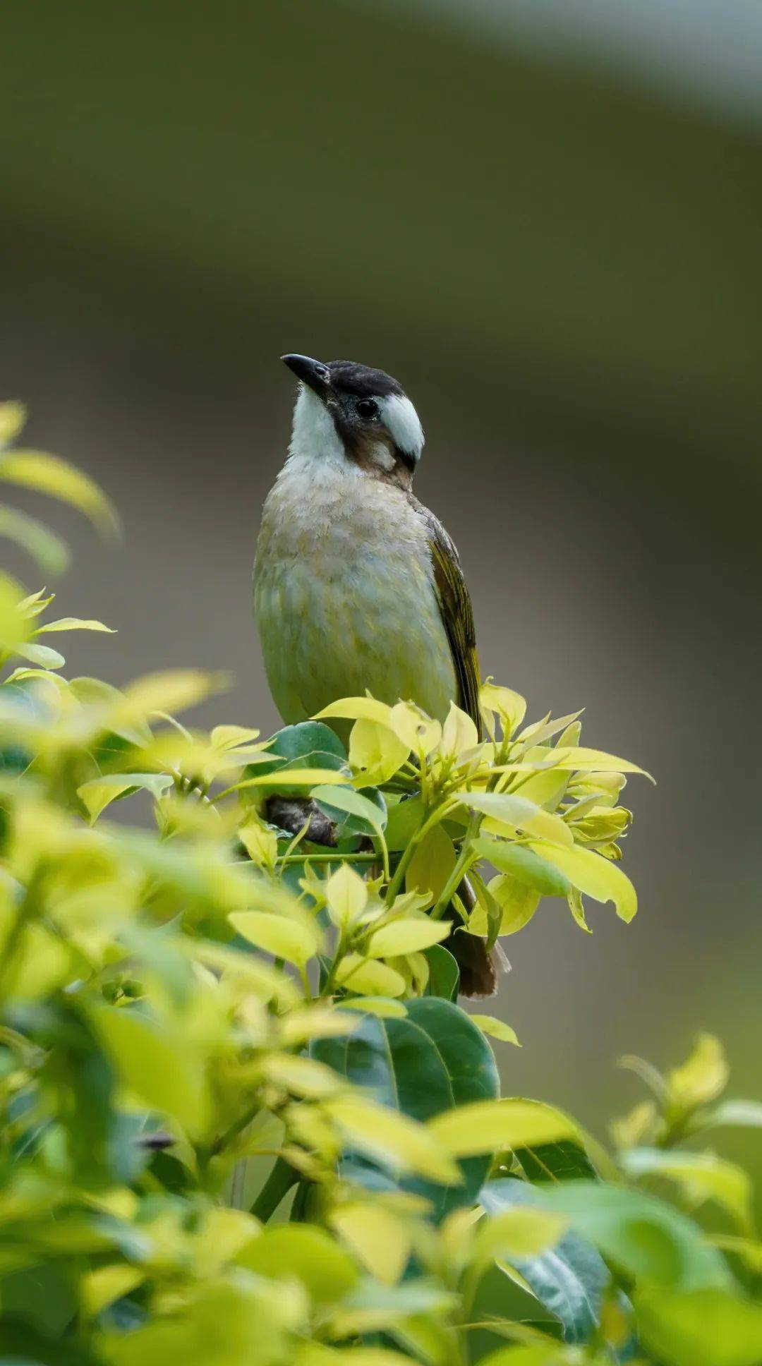 你们的爱情吵到我了!_叫声_深圳_love