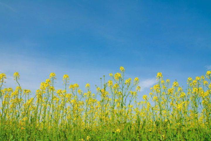 2024油菜花地图|满目金黄的春天来了～_公园_中国_八卦田