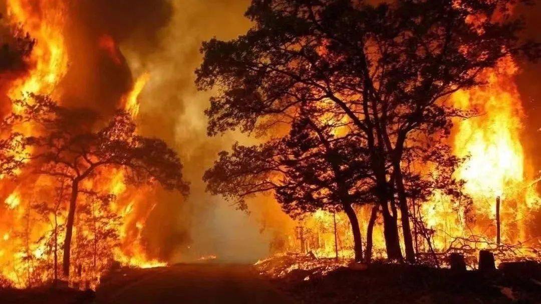 火险预警护林防火森林草原防火知识请牢记