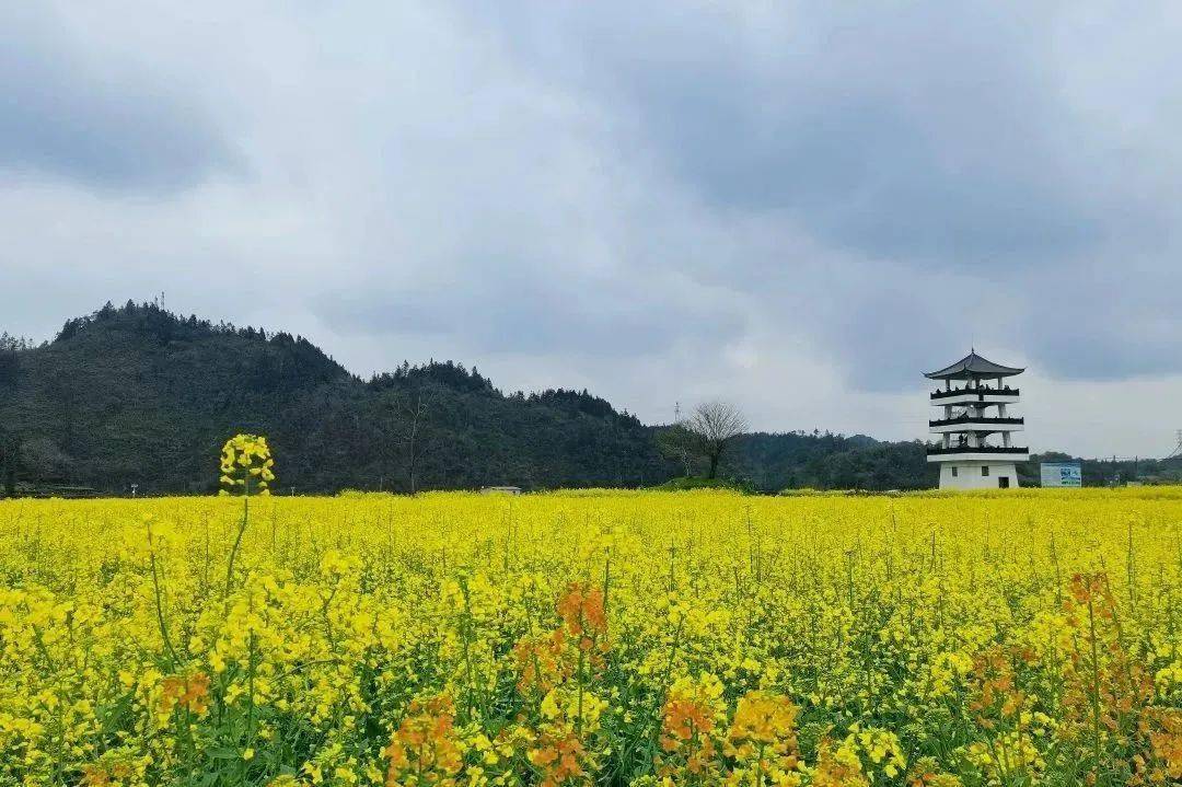 2024休宁最全赏花宝典新鲜出炉是时候出发了春游江淮