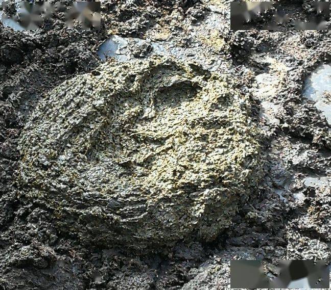 看牛粪,了解牛病!_粪便_阻塞_形态变化