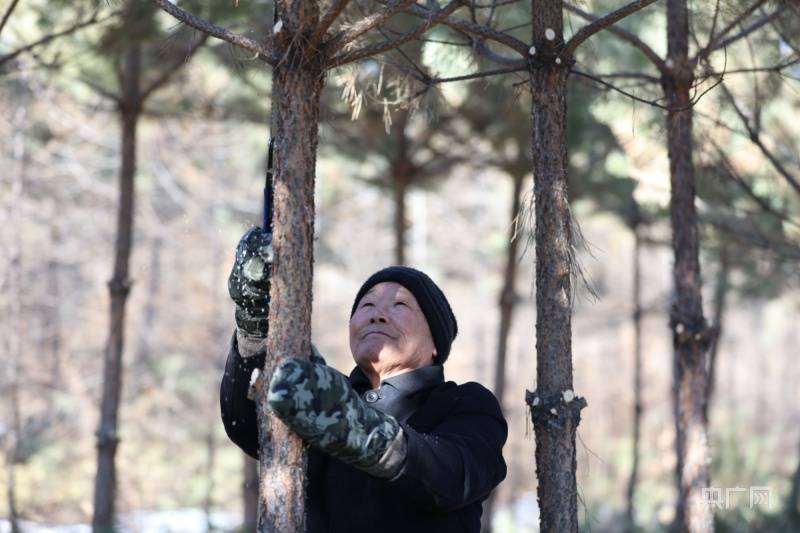 植此青绿北疆林场添新绿