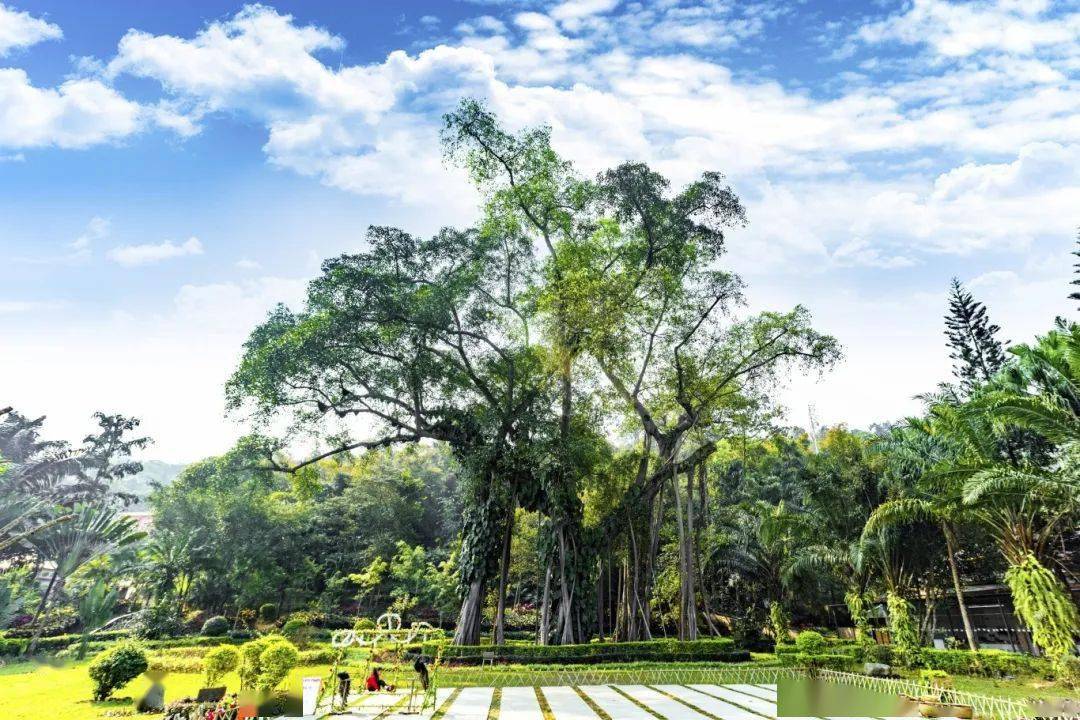 云南这些稀罕树老实稀奇呢