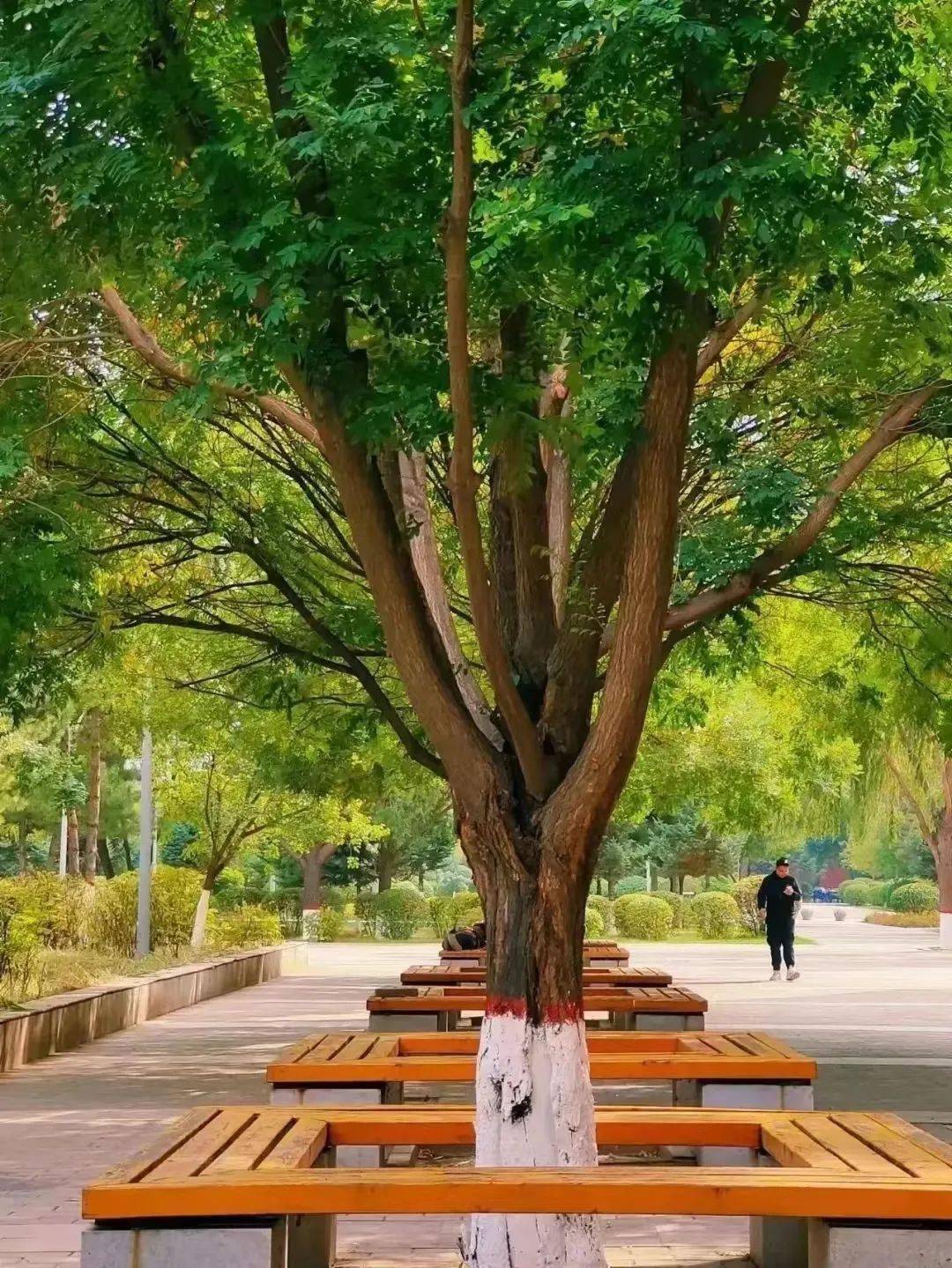 小树_春光_阳光