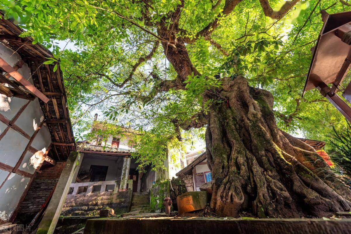 2023年南充成绩单营山追平仪陇高坪接近嘉陵