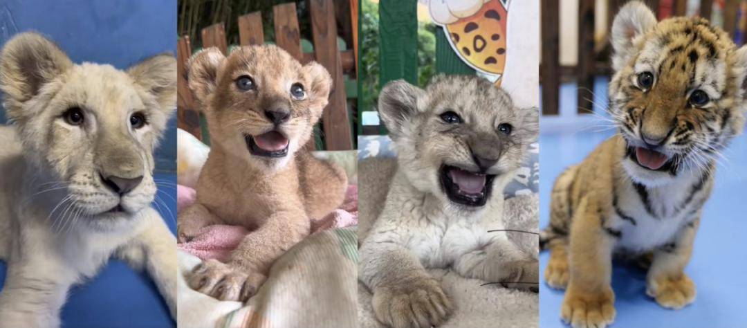 带薪撸小老虎网友我都不敢想象她有多快乐