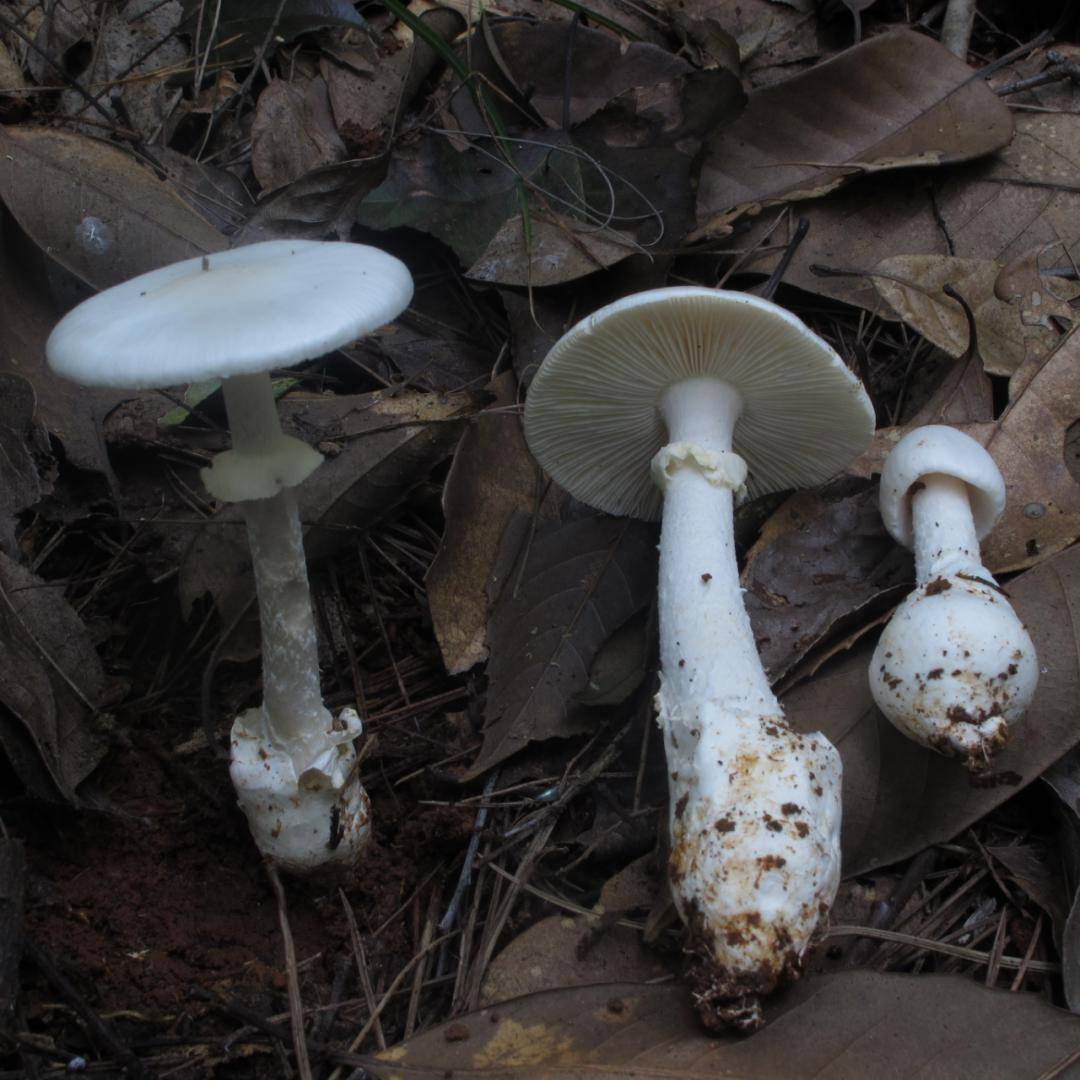 路边的蘑菇不要采_食用_剧毒_症状