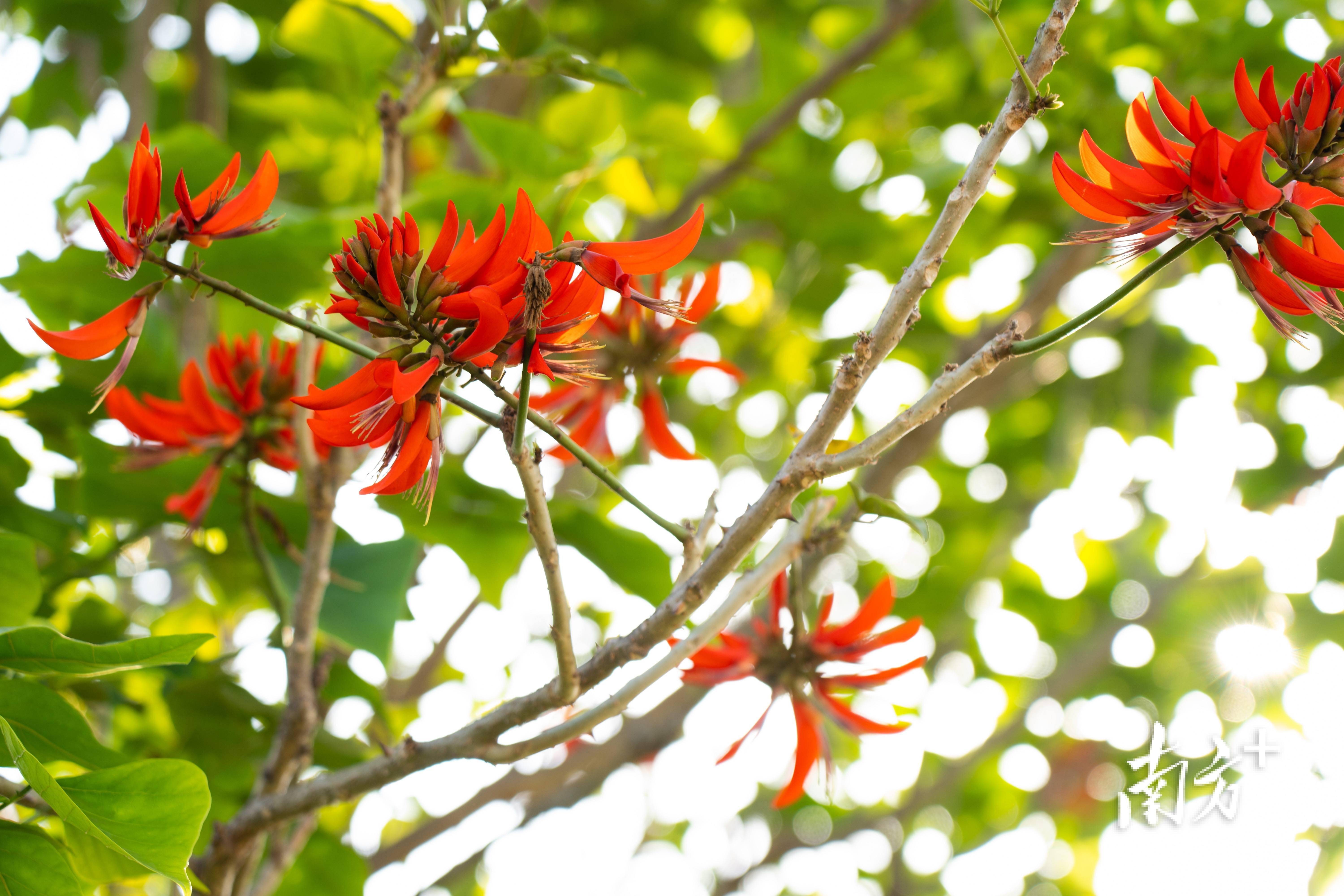 多图|春花烂漫,揭阳春日氛围感满满