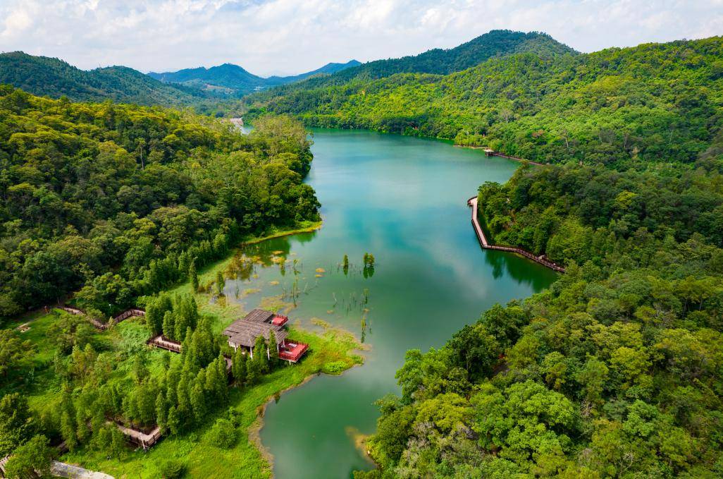 为新会高质量发展厚植生态底色新会区开展2024年五级林长联动义务植树