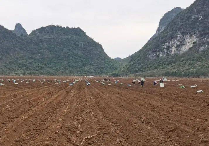 走进基层陆斡镇澄泰乡人大代表助力春耕有序开展