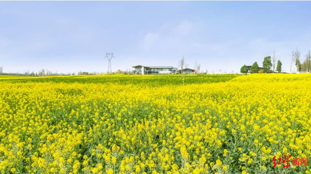 成都附近油菜花景点图片