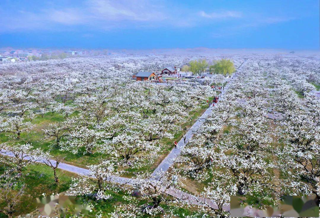 据了解,具体活动内容和时间将在3月15日举行的第29届中国·砀山梨花节