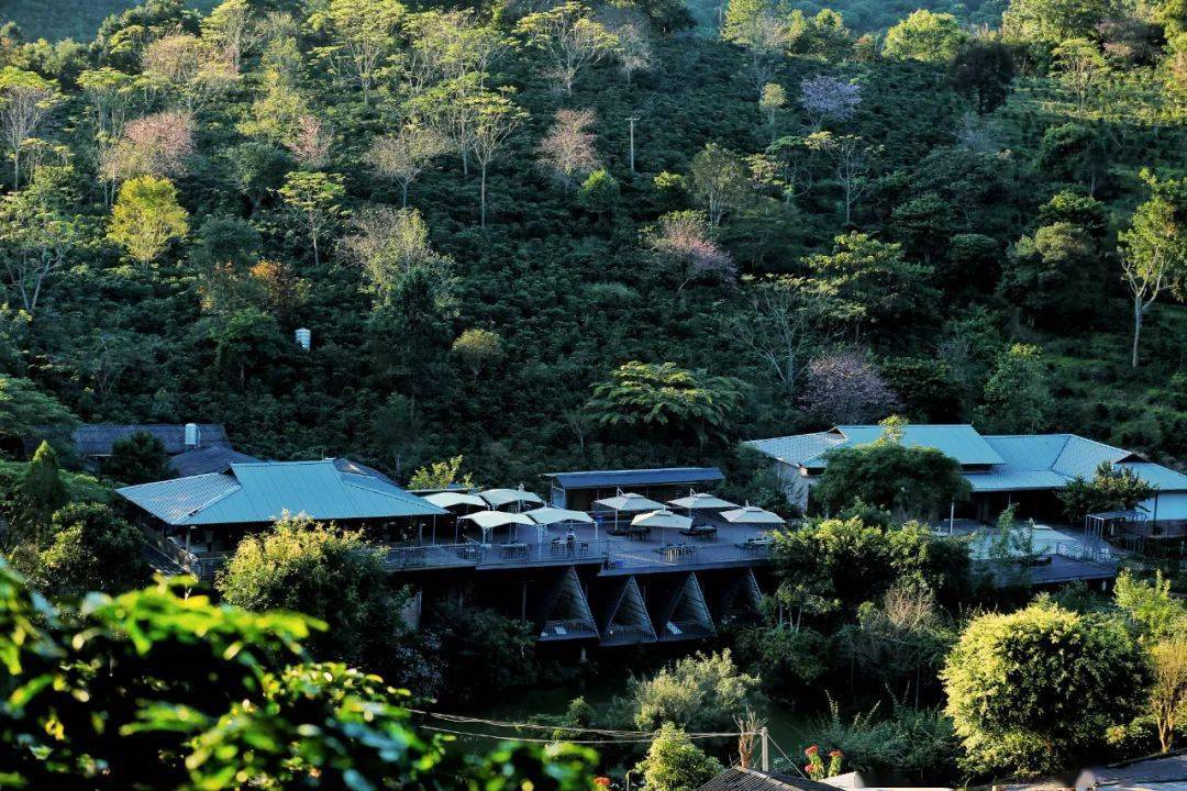 云南新一批精品咖啡庄园,你打卡了没?_市委宣传部_普洱_保山市