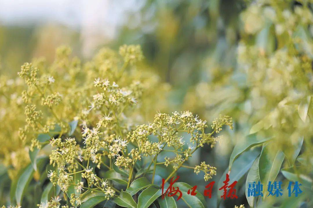 自贸港观察丨海口以花为媒撬动美丽经济