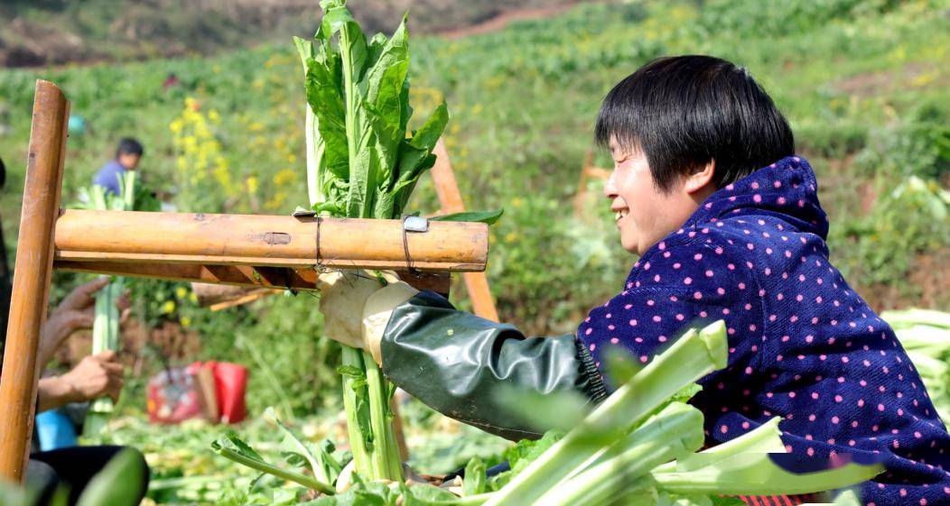 基层合江县各类农产接连迎来丰收