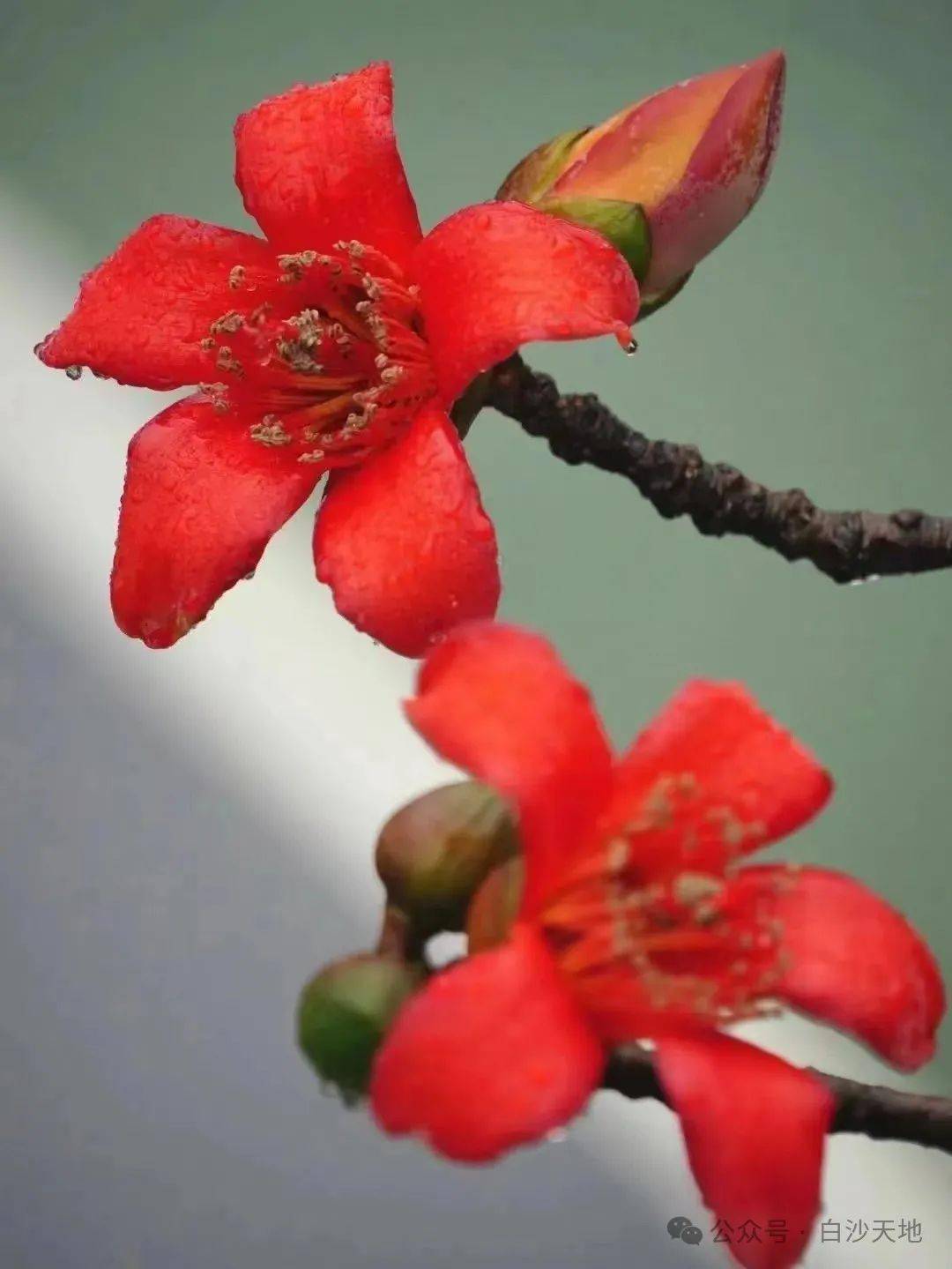 木棉花(李建新)_香港_广州_观赏