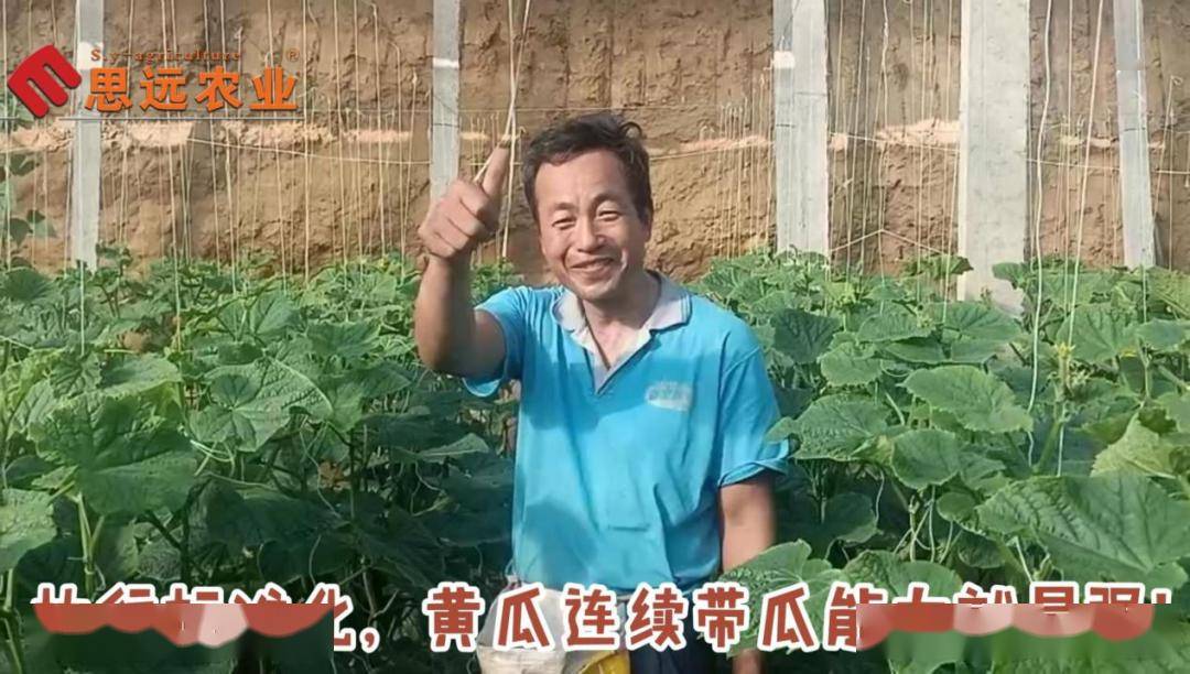 济南市曲堤街道刘谐村-----标准化社员李子华今年的黄瓜问题多难管理