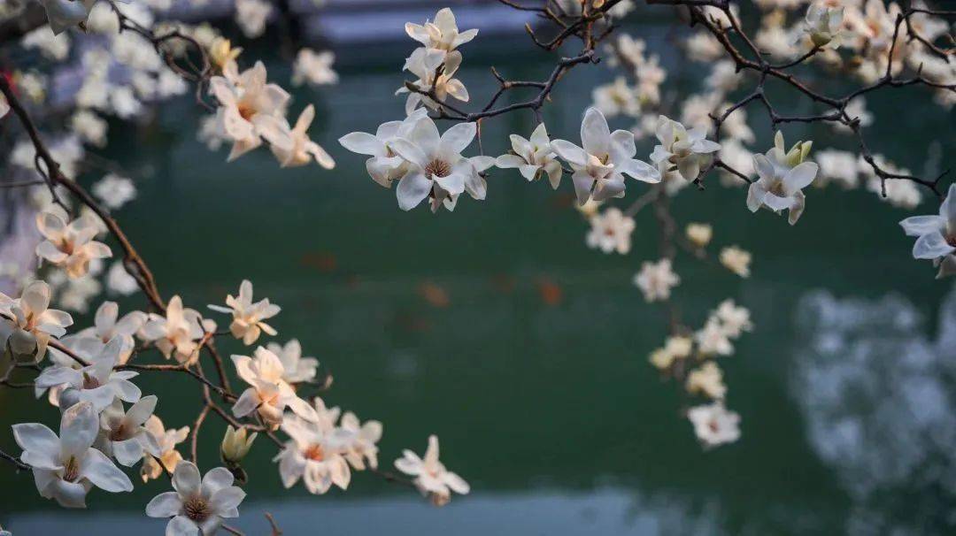 06古琴演奏玉兰花前听春曲,玉兰花下品花意.