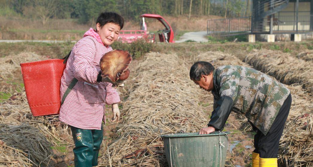 基层合江县各类农产接连迎来丰收