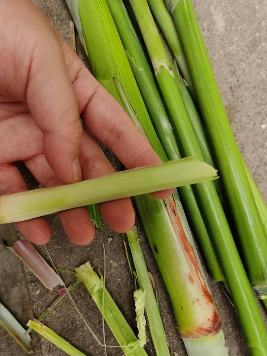 甜杆_西红柿_沙瓤