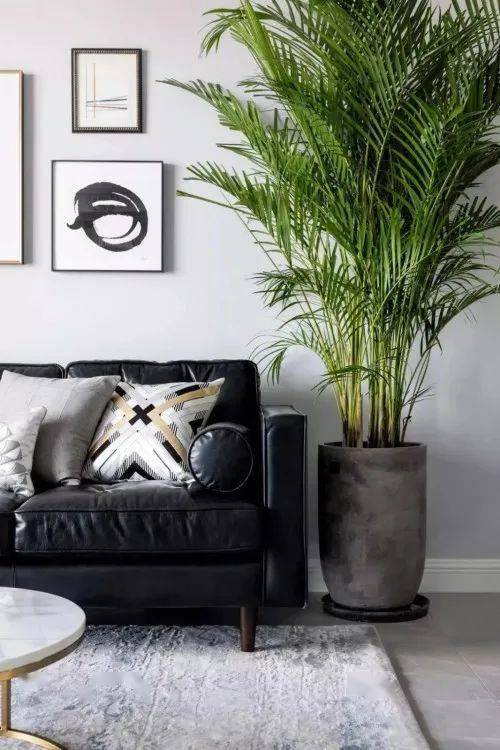 风水旺宅旺财的风水花卉植物有哪些