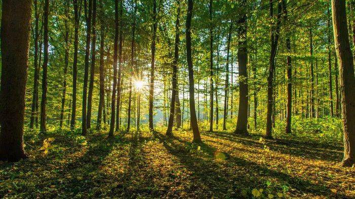 普法新修订森林法系列解读加强森林资源保护保障森林生态安全