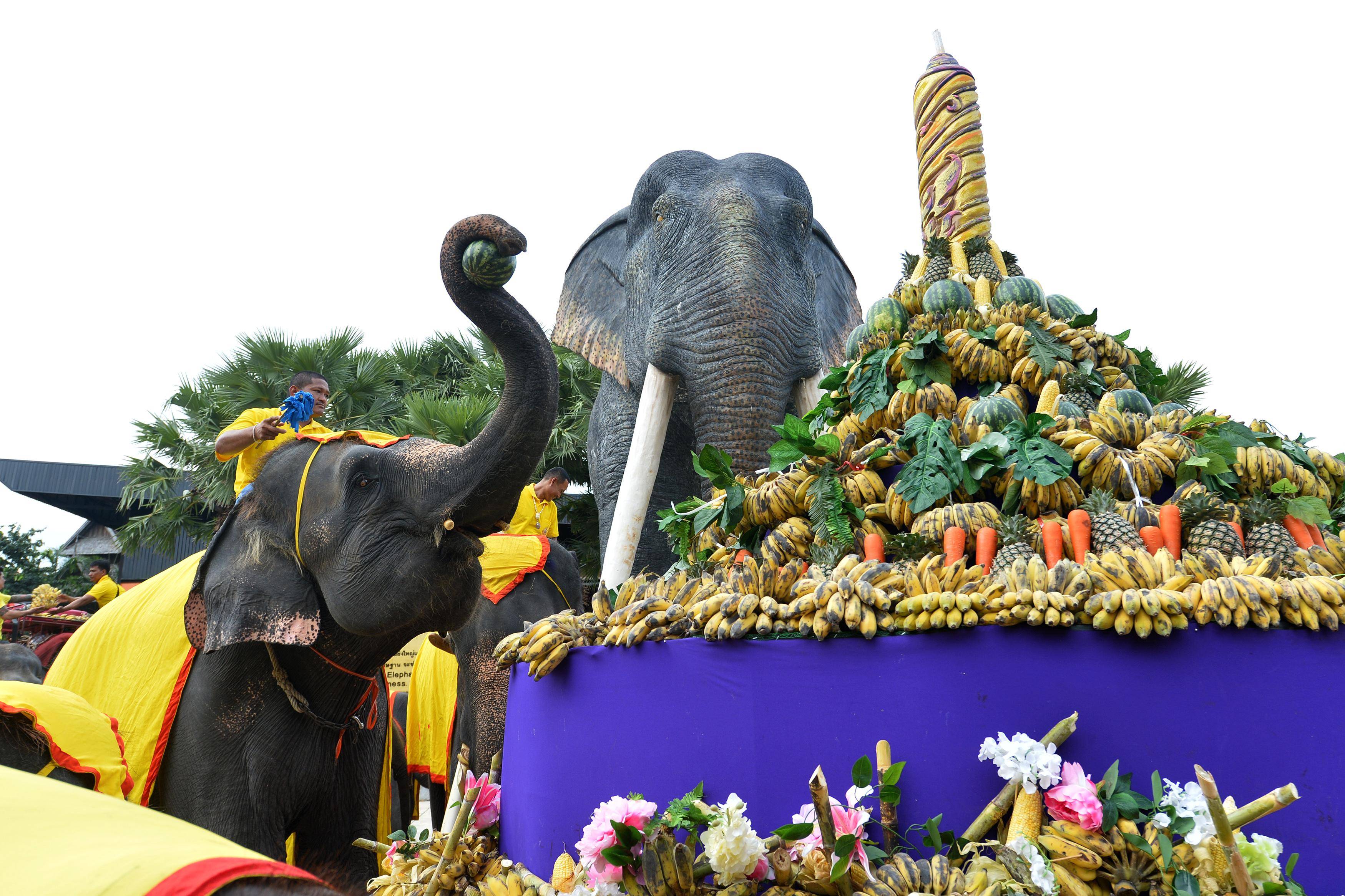 泰国大象日大象享用水果自助餐