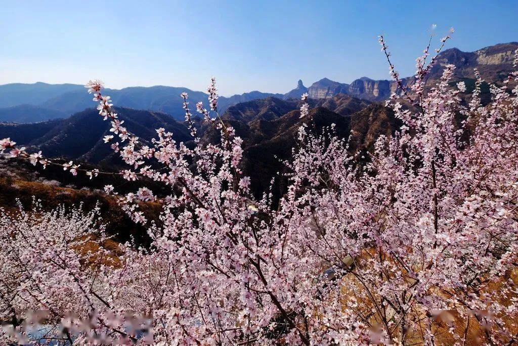 花开满城6464春天的邢台原来这么美