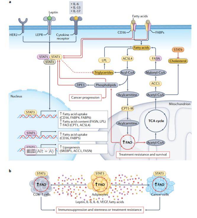 stat蛋白在癌症中的作用_代谢_细胞因子_氧化